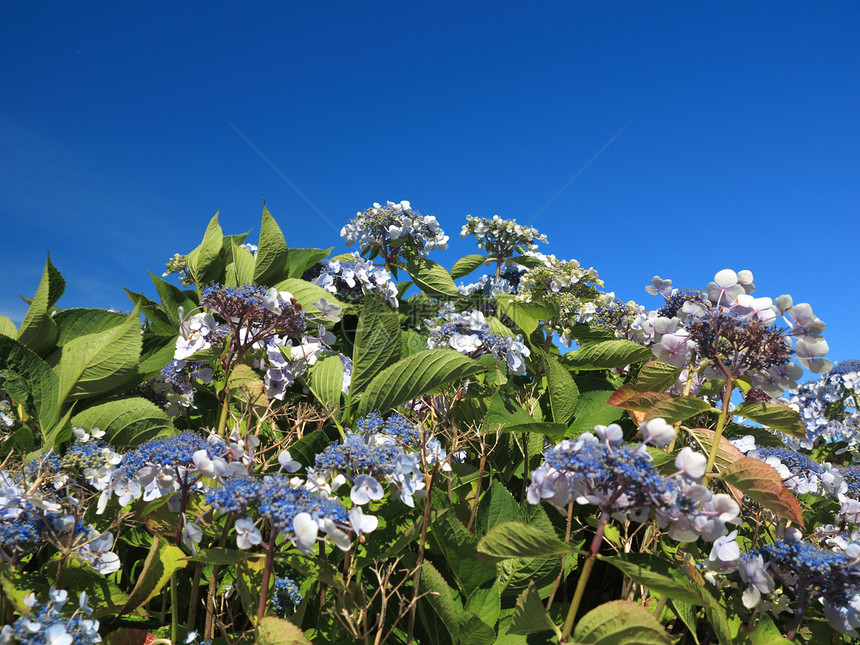 HydrangeaAspera麦花草图片