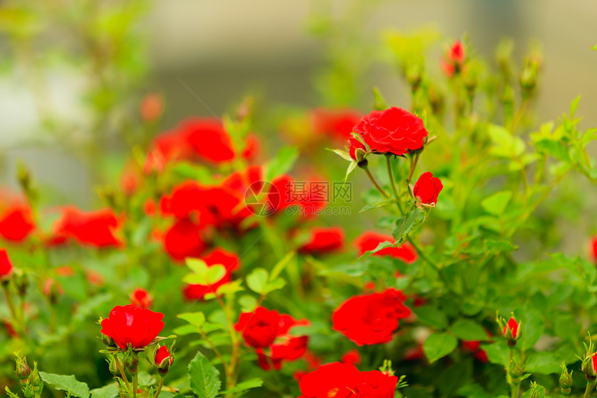 野外花园的红玫瑰树丛大自然的美丽图片