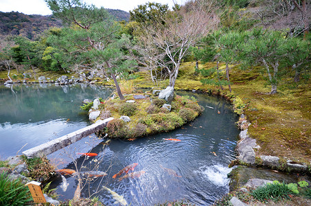 Tenryuji以它的风景花园闻名图片