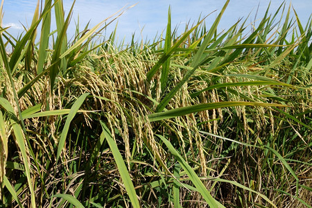 在收割前亚洲提取稻谷在蓝天下有成熟稻田的图片