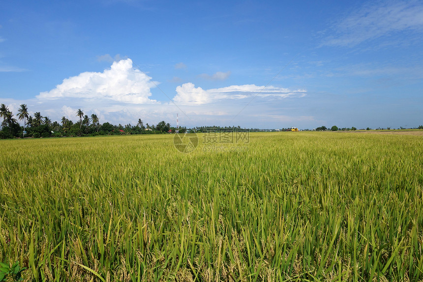 收割前在亚洲开裂大米谷物成熟的稻田已经做好收割的准备图片