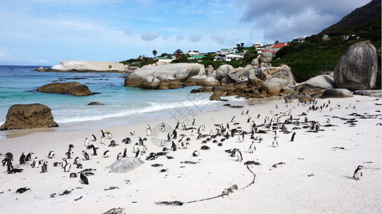 企鹅殖民地南非开普敦博尔德海滩图片