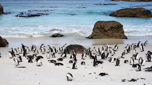 博尔德海滩上的非洲企鹅高清图片