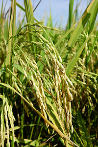 成熟的稻田已经做好收割的准备背景图片
