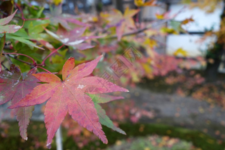 秋红的树叶秋图片