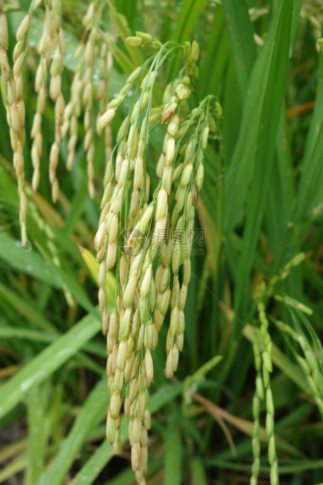 稻田中熟的米收割前在亚洲里普稻谷图片