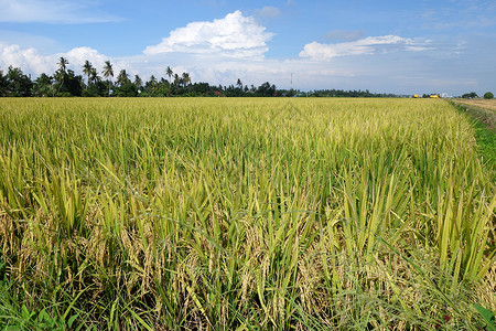 收割前在亚洲开裂稻谷蓝天下有成熟稻田的图片