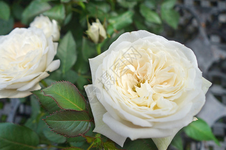 花园的白玫瑰紧贴花园的白玫瑰图片