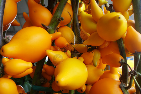 索多玛在花园里生长的哺乳动物 Solanum mamasuum,哺乳动物通常被称为水果或。在花园里生长的哺乳动物 mamasuum,通背景