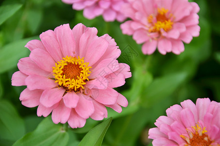 羽状的花园里的朵粉红菊背景