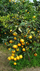 橙树日晒果实成熟图片