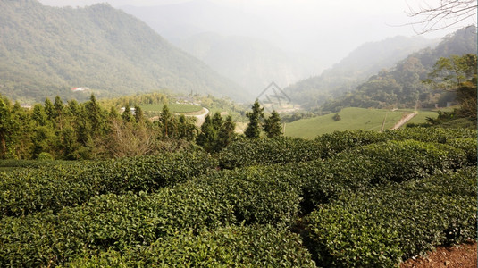 美丽的新绿色茶叶种植园高原的茶叶种植园图片