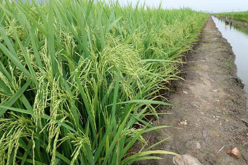 成熟的稻田已经做好收割的准备图片