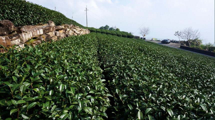 美丽的绿色茶叶新种植园高地茶叶种植园图片