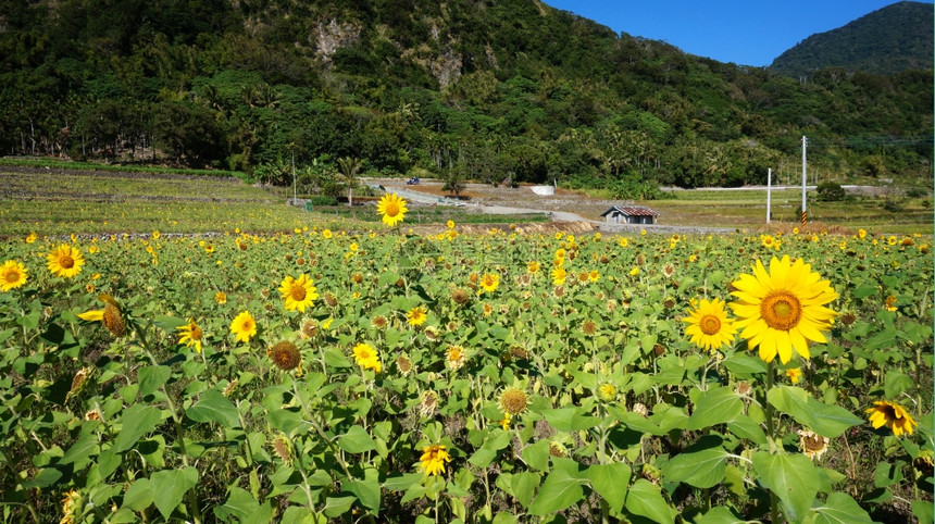 太阳向日葵田光明媚的夏日天空太阳向葵田光明媚的夏日天空图片