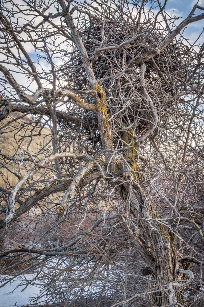 冬天在灌木丛树上用棍子筑起的乱七八糟岩浆巢图片