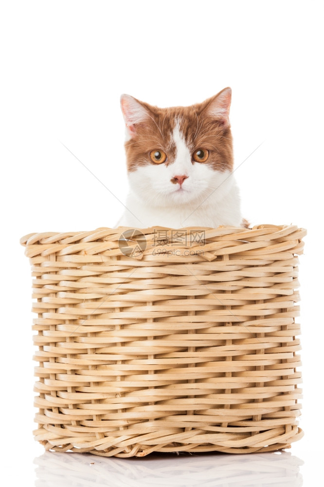 英国小猫在盒子里白色背景的可爱小猫图片