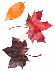 一系列多彩的秋叶收集美丽多彩的秋叶在白色背景中孤立图片