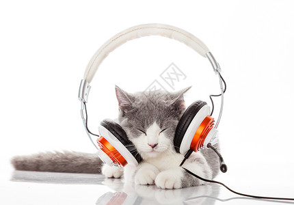 小猫和耳机用听音乐图片