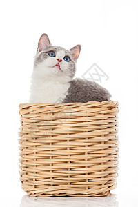 英国小猫在盒子里白色背景的可爱小猫背景图片
