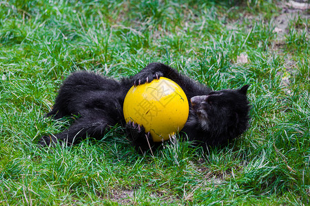 小熊玩球图片