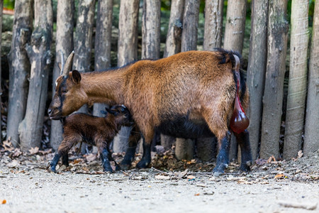 山羊和它的孩子新生儿棕色的山羊背景图片