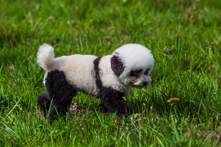 狗在熊猫上重新油漆养狗宠物图片