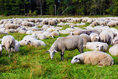 在草原上宰羊地群中背景
