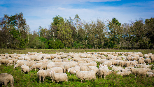 在草原上宰羊地群中背景