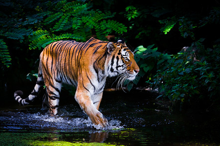 老虎在水中背景图片
