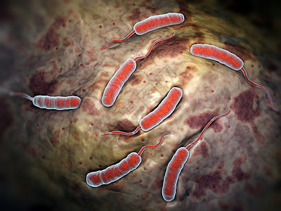 导致霍乱的菌高清图片