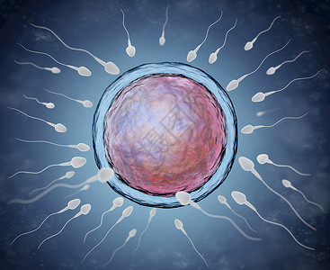 精子和蛋细胞说明背景图片