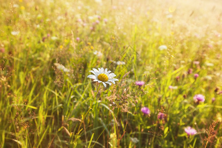 夏日阳光明媚的草地和白花朵图片