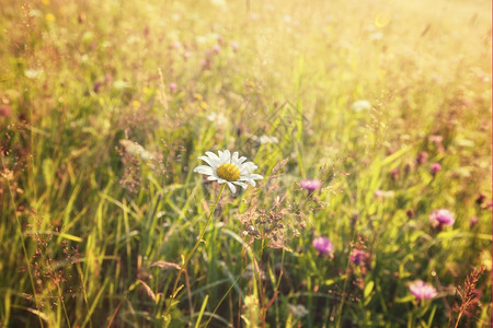 夏日阳光明媚的草地和白花朵图片