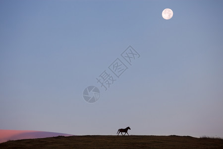 山上的月亮和马背景高清图片