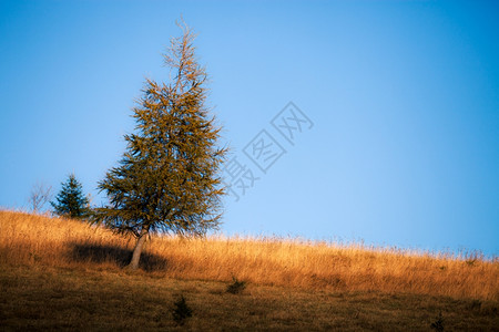 山丘上的秋树图片