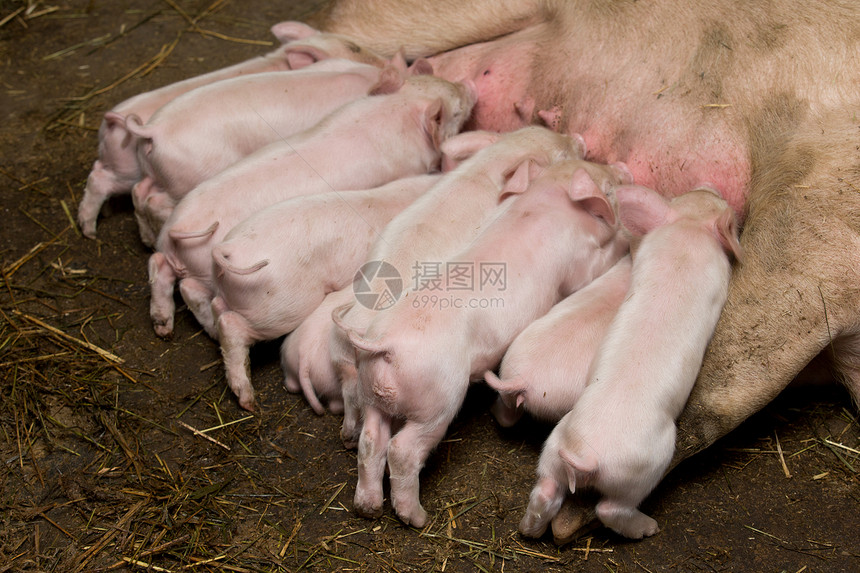 养猪工厂图片