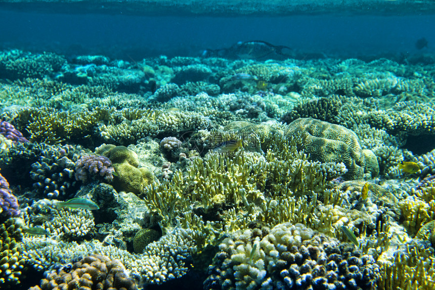 充满丰富多彩的鱼群珊瑚园图片
