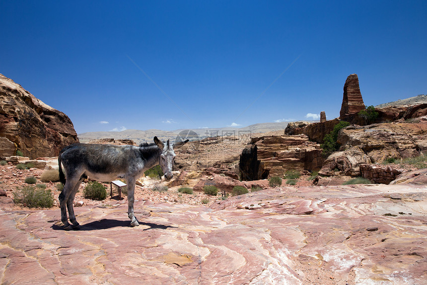 驴子站在约旦彼得拉古老的废墟前图片