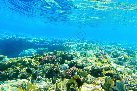 含鱼和珊瑚的水底全鱼和珊瑚背景图片
