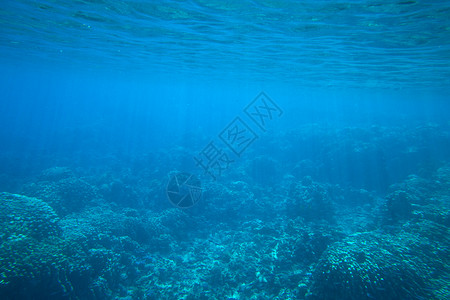 含鱼和珊瑚的水底全鱼和珊瑚背景图片