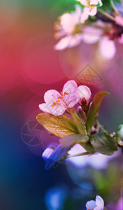 自然背景柔软的焦点开花樱桃树枝图片