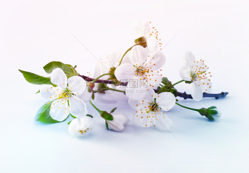 花朵中樱桃树枝图片
