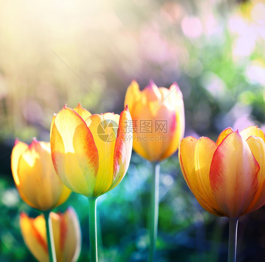 自然背景柔软的焦点郁金香盛开的花朵图片