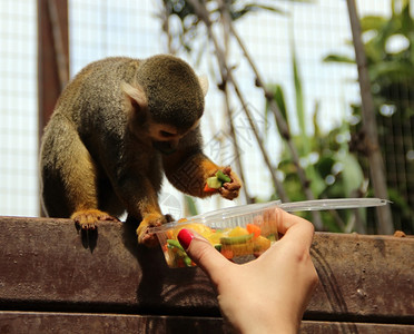 有趣的猴子吃着女孩手食物背景