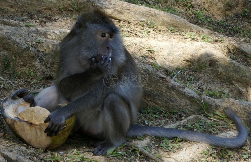 马卡克猴子也被称为雷萨斯猴子图片
