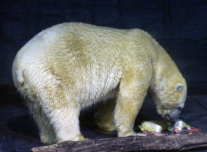 成年北极熊吃食物图片