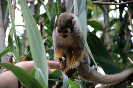 猴子与人互动有趣的猴子吃着女孩手食物背景