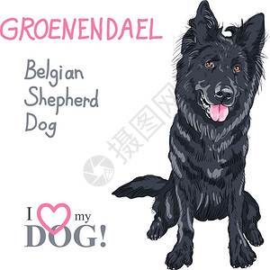 比利时ShepherdDog或Groenendael用舌头长出微笑图片