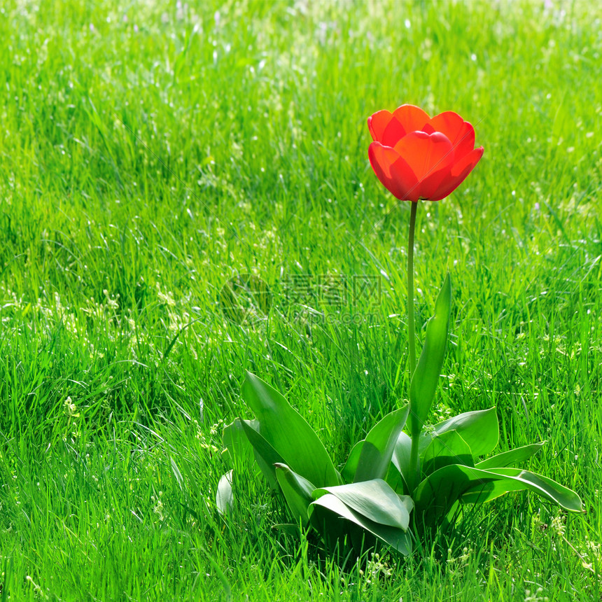 绿色草坪上的红郁金香图片